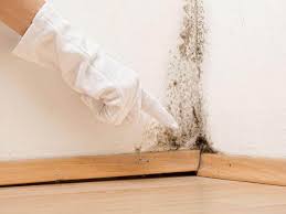 Best Commercial Mold Inspection  in Rome, NY